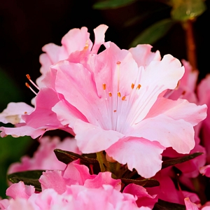 Azalea Watchet